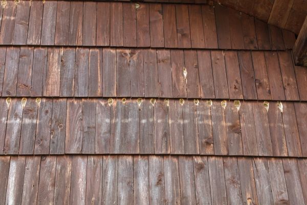 Woodpecker Hole Filling in San Luis Obispo