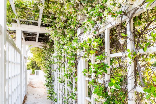 Trellis Repair in San Luis Obispo