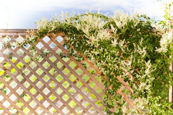 Lattice Repair in San Luis Obispo