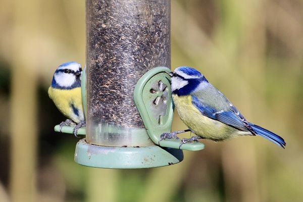 Bird Feeder Mounting Service in San Luis Obispo